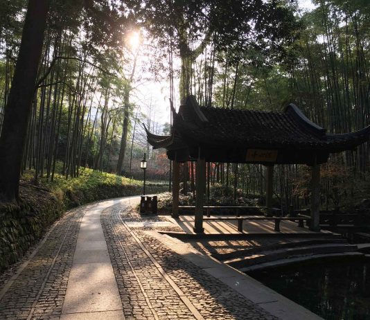 hangzhou bamboo grove china - china