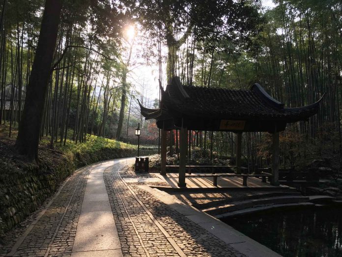 hangzhou bamboo grove china - china hangzhou bamboo grove china - china