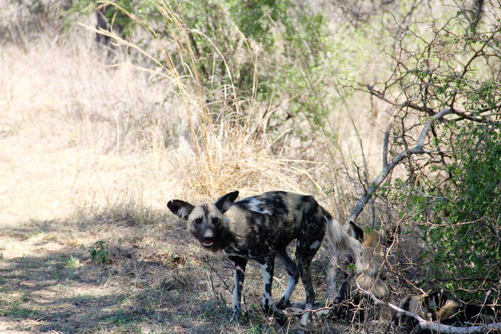 Krugar National Park Budget-African Wild Dog