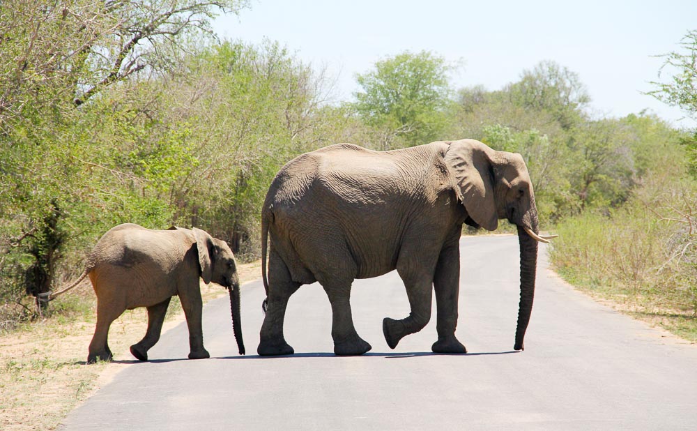 Krugar National Park Budget-Elephant
