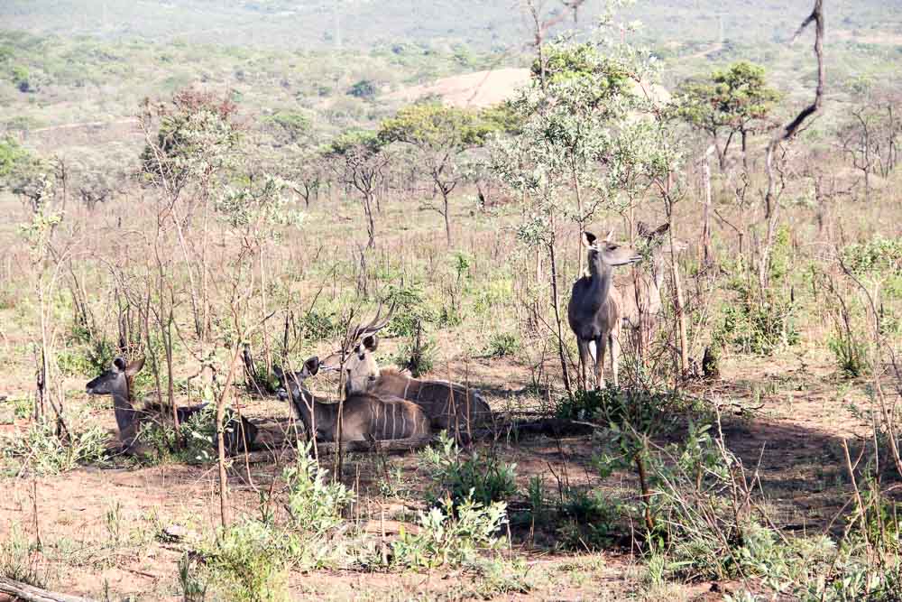 Krugar National Park Budget-Kudu