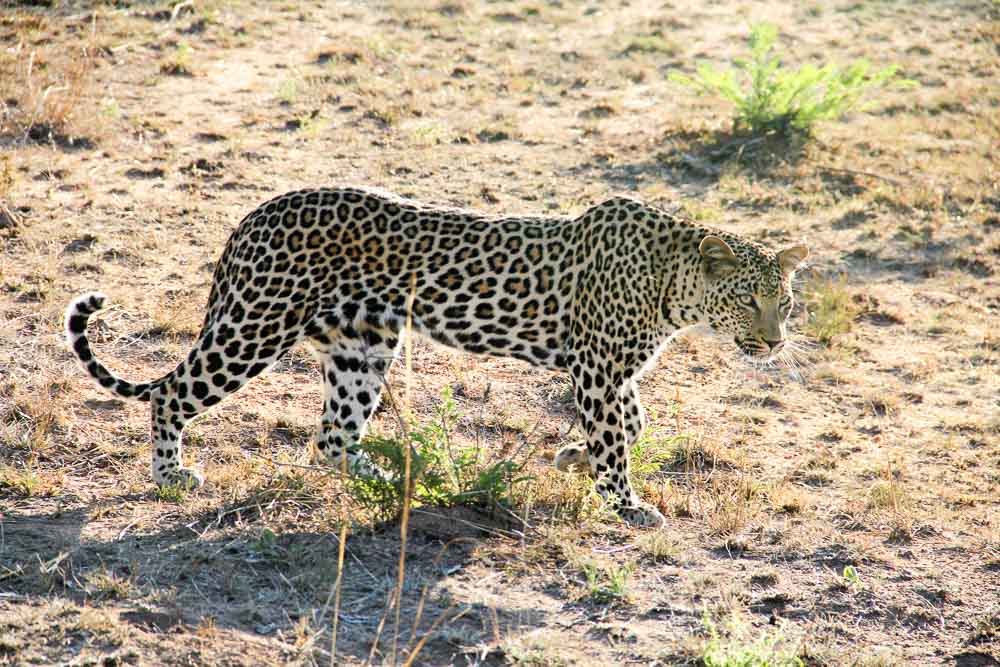 Krugar National Park Budget-Leopard