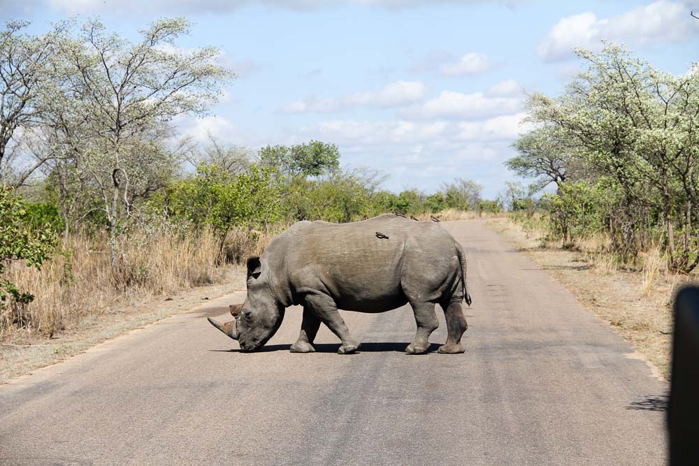 Krugar National Park Budget-Rhino