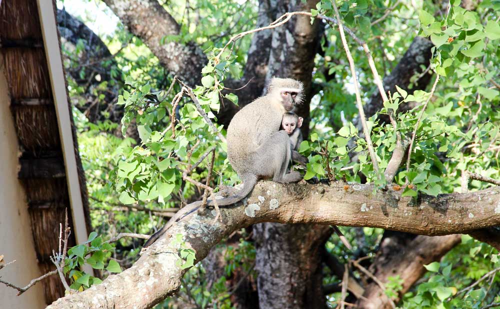 Krugar National Park Budget-Vervet Monkey