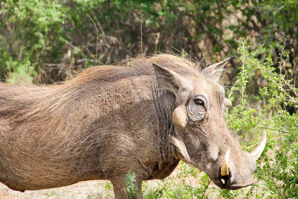 Krugar National Park Budget-Warthog