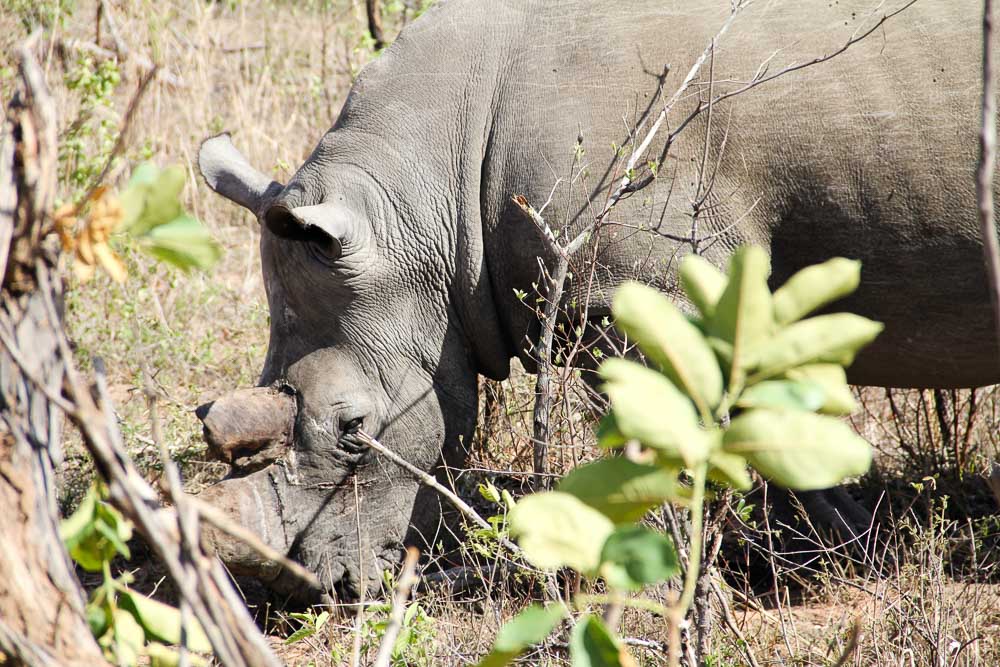 Krugar National Park Budget-White Rhino