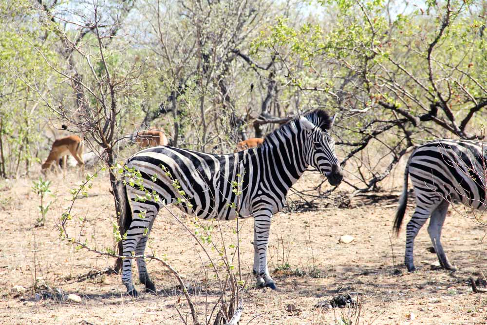 Krugar National Park Budget-Zebra