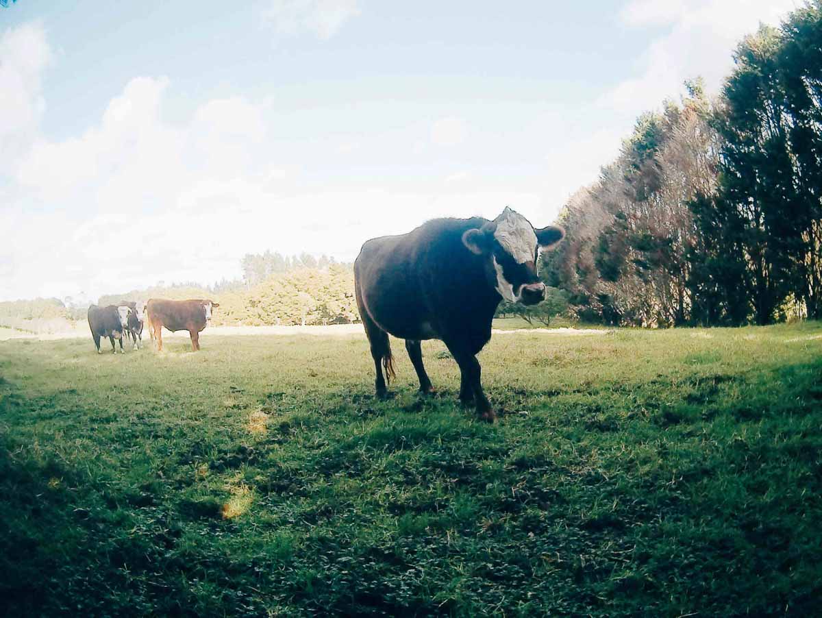 WWOOFing in new zealand