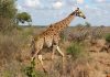Cover image - Giraffe-Krugar - National-Park-Budget
