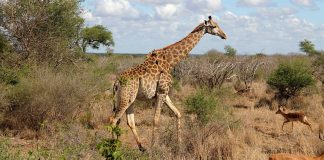 Cover image - Giraffe-Krugar - National-Park-Budget