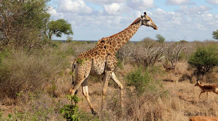 Cover image - Giraffe-Krugar - National-Park-Budget