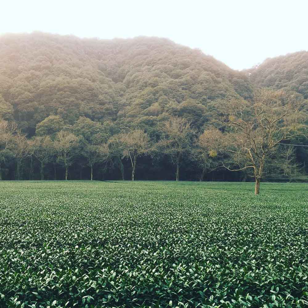 The Travel Intern – Meijiawu Tea Village, Hanzhou