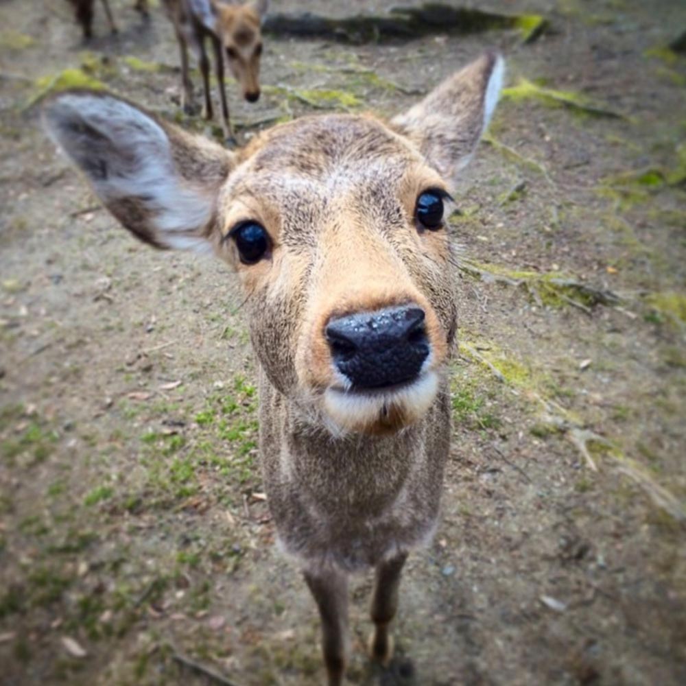 Nara things to do - See deers