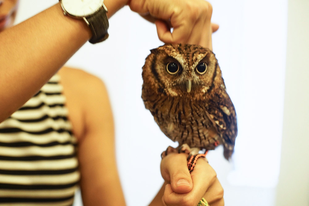 Cute owl in Owl family Cafe - Osaka Budget Guide