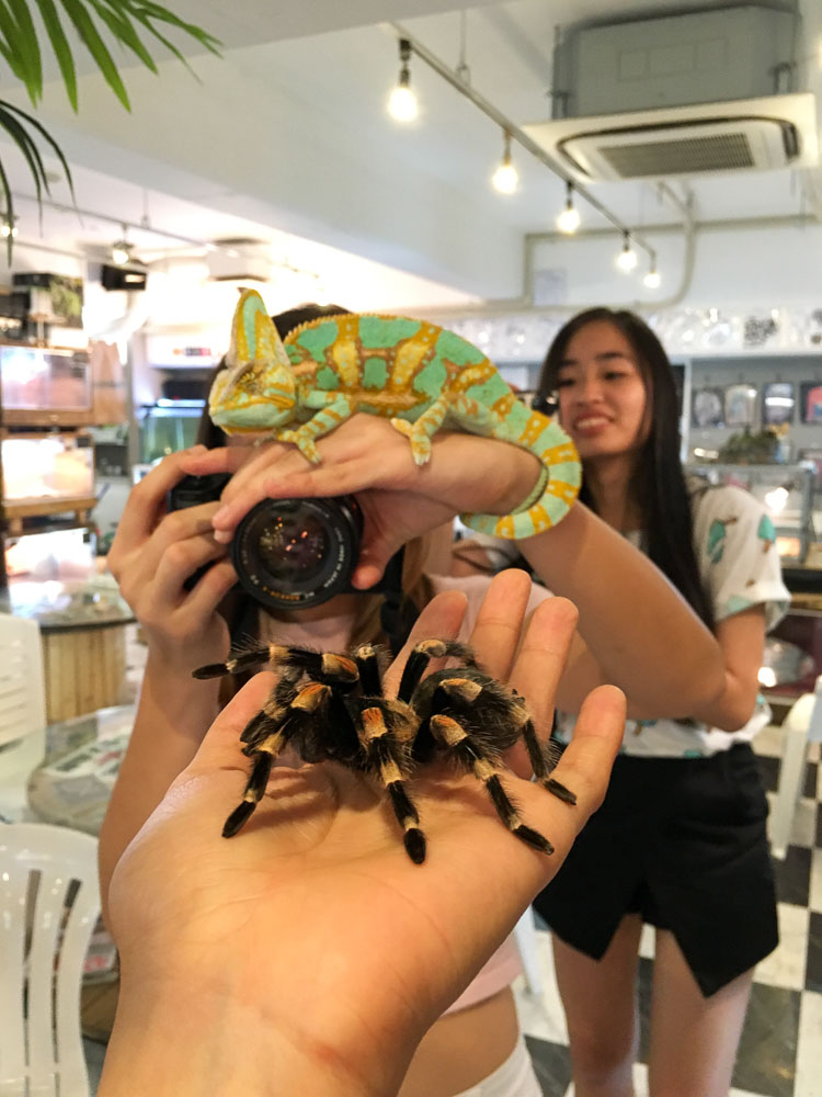 Holding a tarantula and a minty green chamaleon at the Rockstar Cafe - Osaka budget