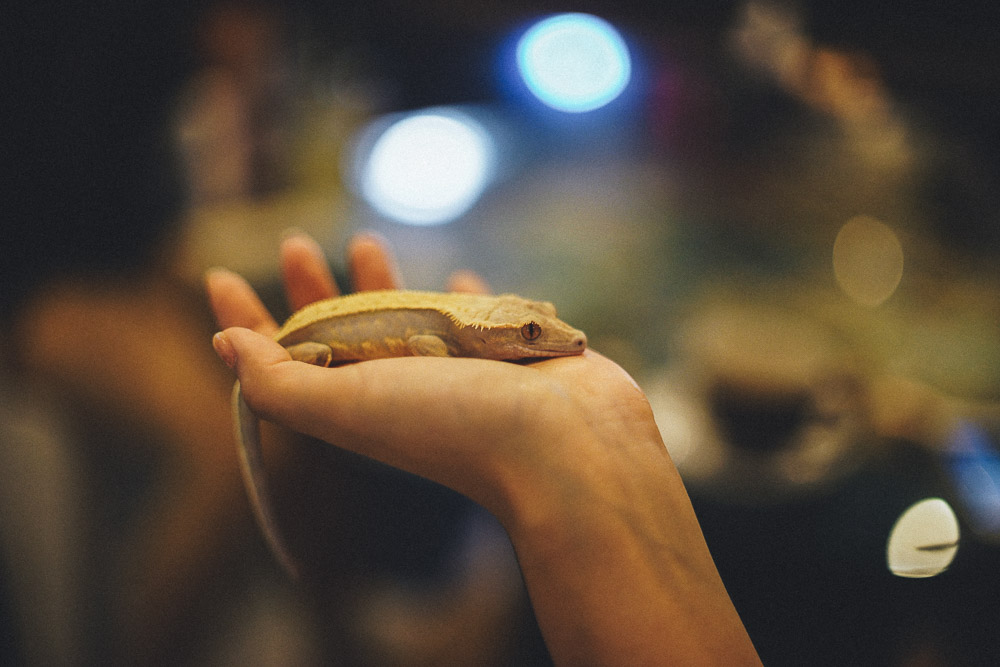 Holding a lizard at Rockstar Cafe - Reptile Cafe Osaka