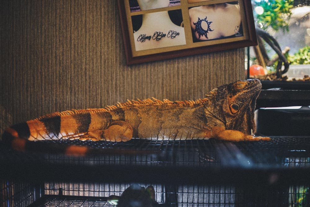 Reptile Cafe Osaka Rockstar Cafe The Travel Intern