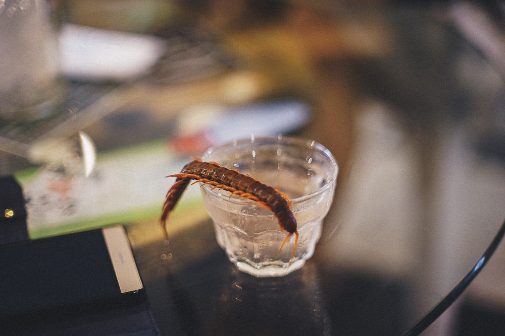 Centipede Alcohol served at Rockstar Cafe - Reptile Cafe Osaka
