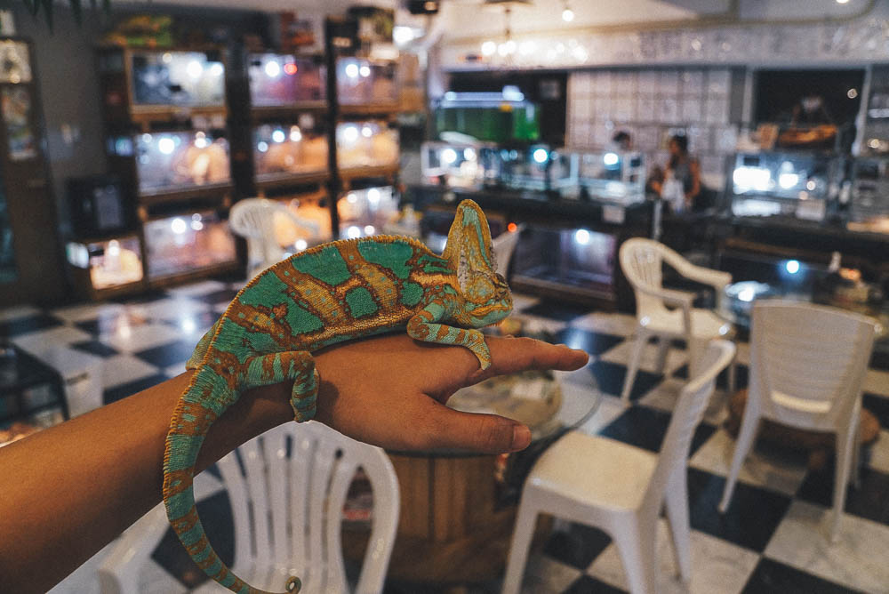 Holding a chameleon at Rockstar Cafe - Reptile Cafe Osaka