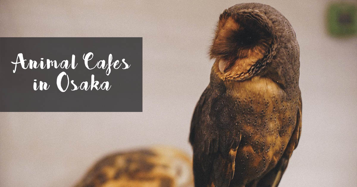 Japan! Osaka: Lucky Owl Cafe - Yina Goes