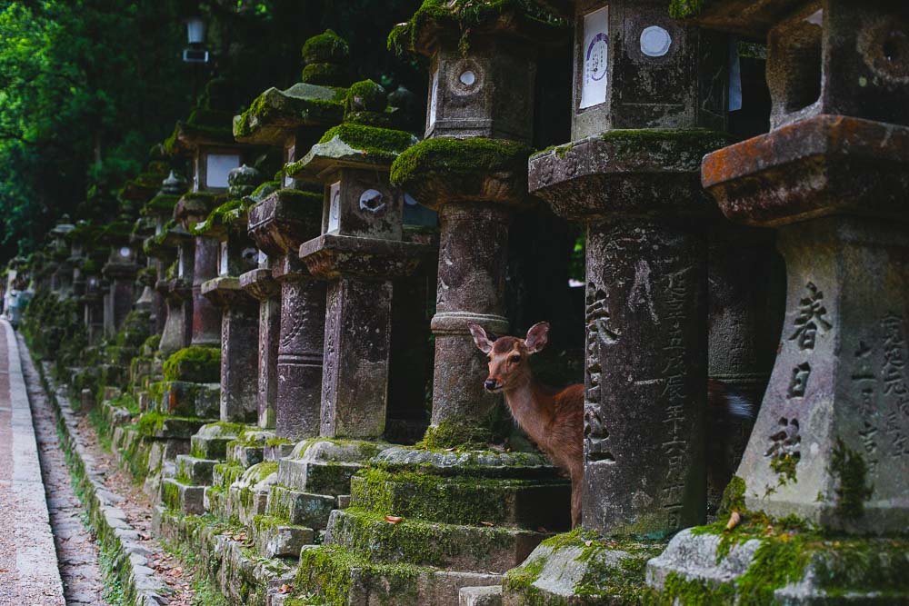 Deer at Nara - Animal Cafe in Osaka