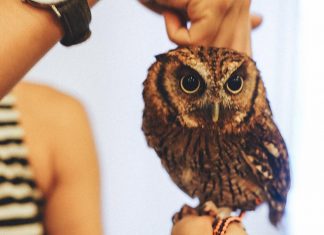5 Animal Cafes in Osaka not to be missed Cherie holding an owl in the Owl Family Cafe Osaka - Animal Cafes in Osaka