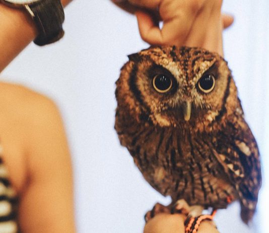 5 Animal Cafes in Osaka not to be missed Cherie holding an owl in the Owl Family Cafe Osaka - Animal Cafes in Osaka