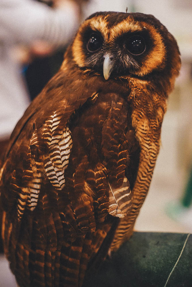 Owls perched on bars at Owl Family Cafe