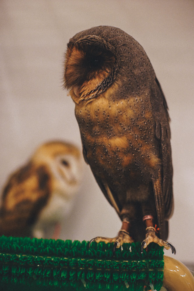 Owls perched on bars at Owl Family Cafe