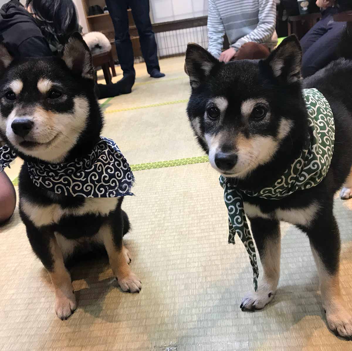 Bean shiba Inu Kyoto- Osaka Animal Cafe