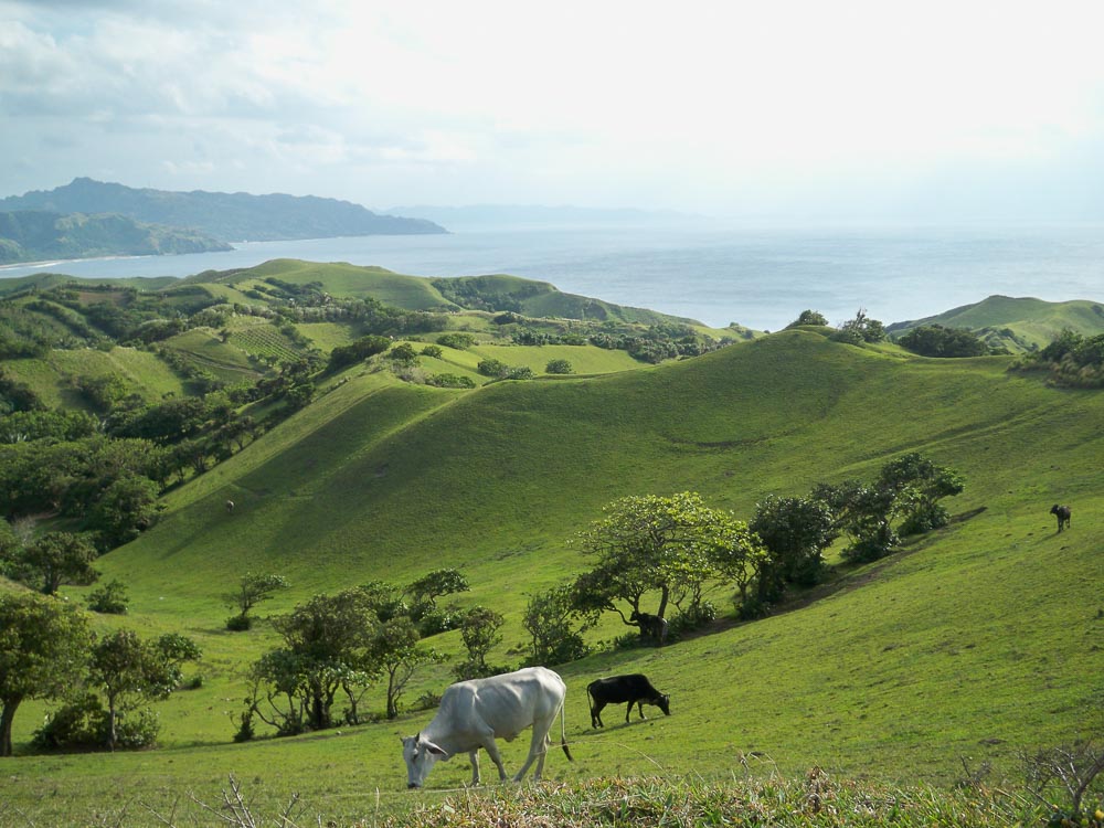 Cows in Batanes - Underrated places in the philippines