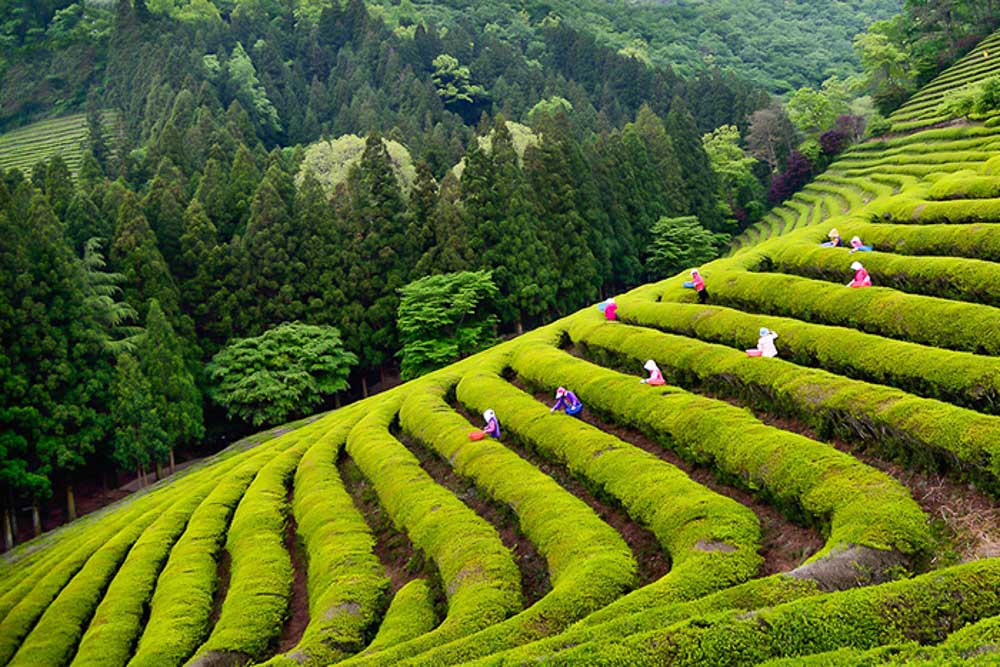 Boseong Green Tea Festival - Festivals Around The World
