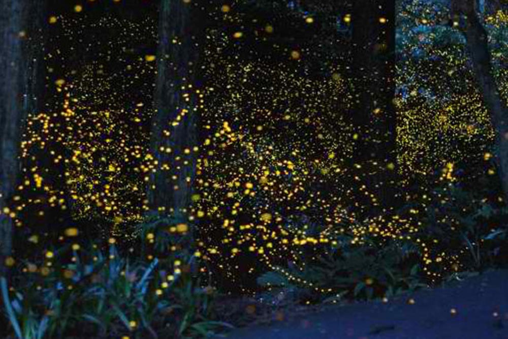 Fireflies in Iwahig River - Boracay overrated Puerto Princesa Palawan Philippines what to do