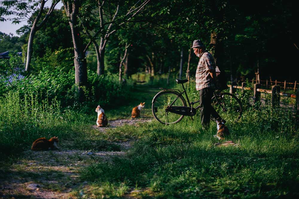 Cats at Philosopher's Path - Kyoto Budget