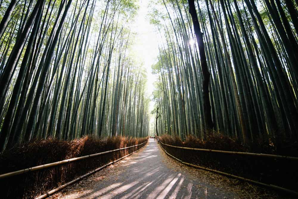 Arashiyama Bamboo Forest - Kyoto Budget