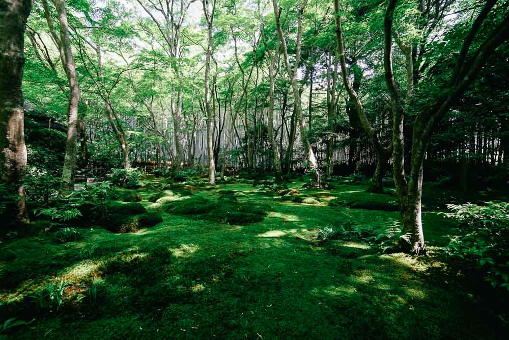 Moss Garden at Gio-ji Temple - Kyoto Budget