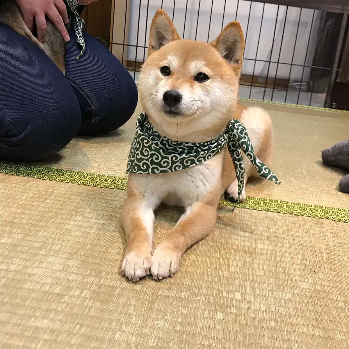 Mameshiba Inu - Osaka Animal Cafe