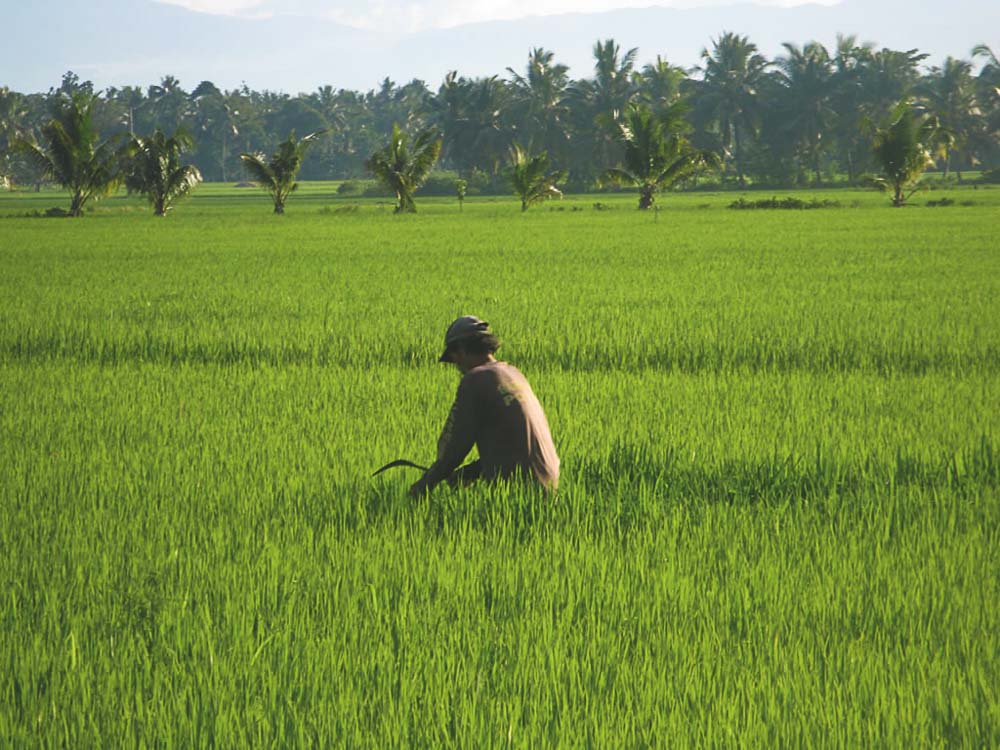 Man farming in field - Travel budget gap year