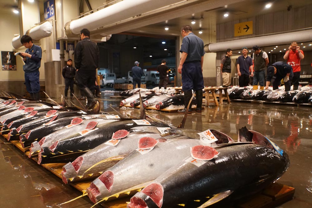Rows of Tuna at the Osaka Central Fish Market