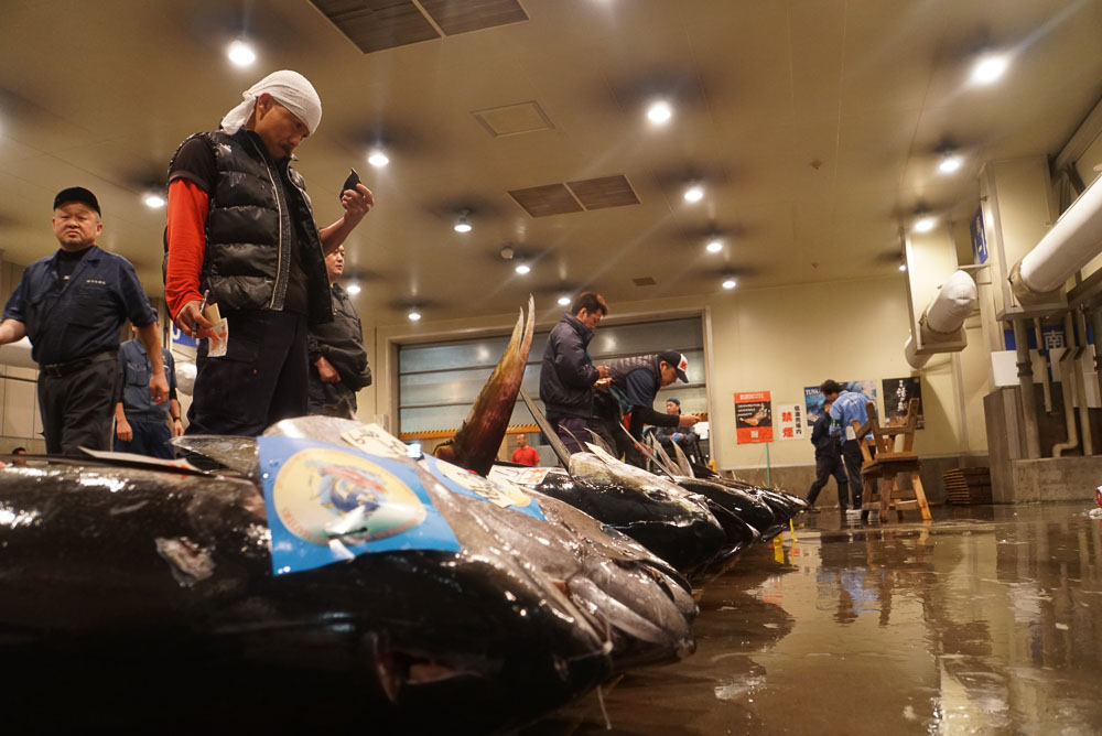 Testing tuna sample - Osaka Central Fish Market