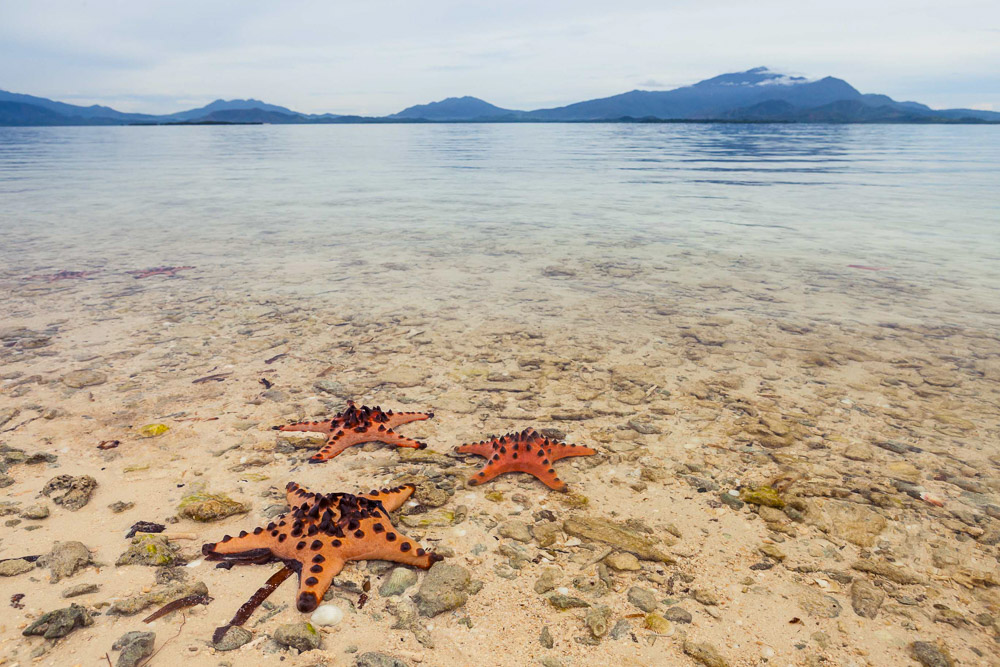 Starfish in the sea, Starfish Island, Palawan - Boracay overrated