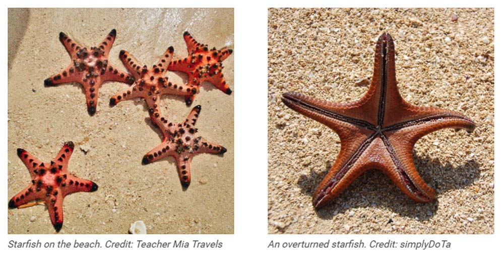 Cluster of starfish, starfish island, Palawan - Boracay overrated