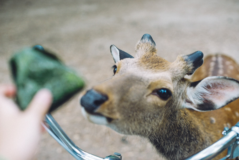 Feeding deers at Nara deer park - Travel blogging