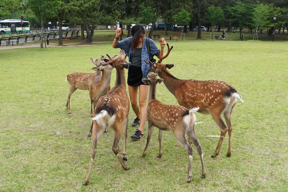 cherie surrounded by deers nara deer park - nara budget guide