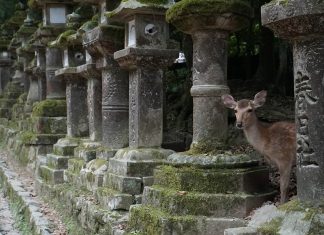 Nara Budget Guide – Travel for under $45 deer stone lantern nara budget guide