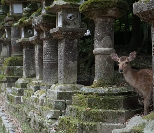 Nara Budget Guide – Travel for under $45 deer stone lantern nara budget guide