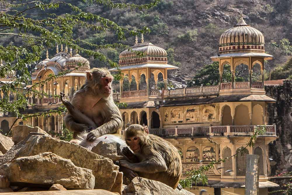 majmok a Galta Ji templomban-Jaipur túlélési útmutató