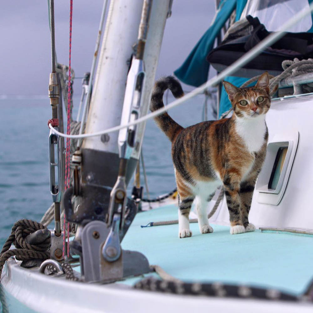 pets that travel more than you sailing cat