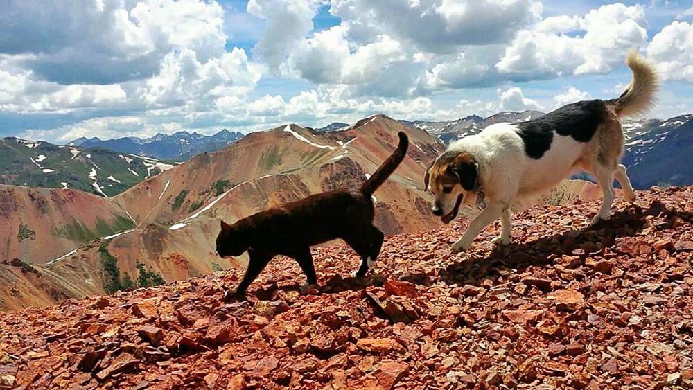 pets that travel more than you trekking
