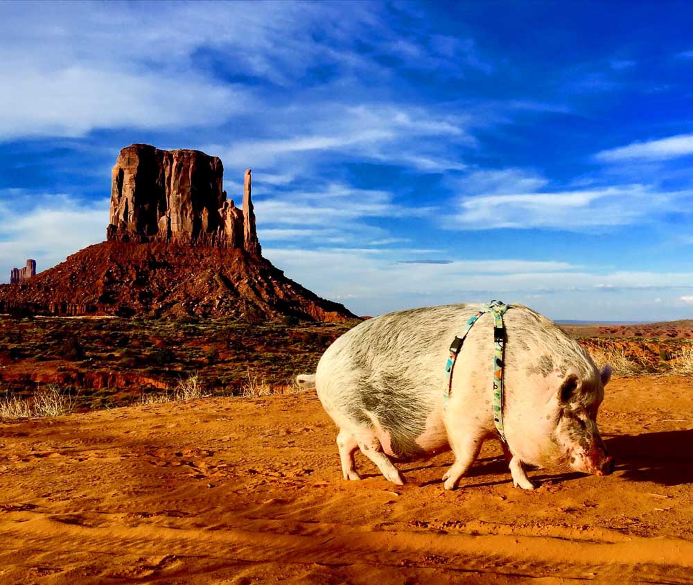 pets that travel more than you ziggy the pig